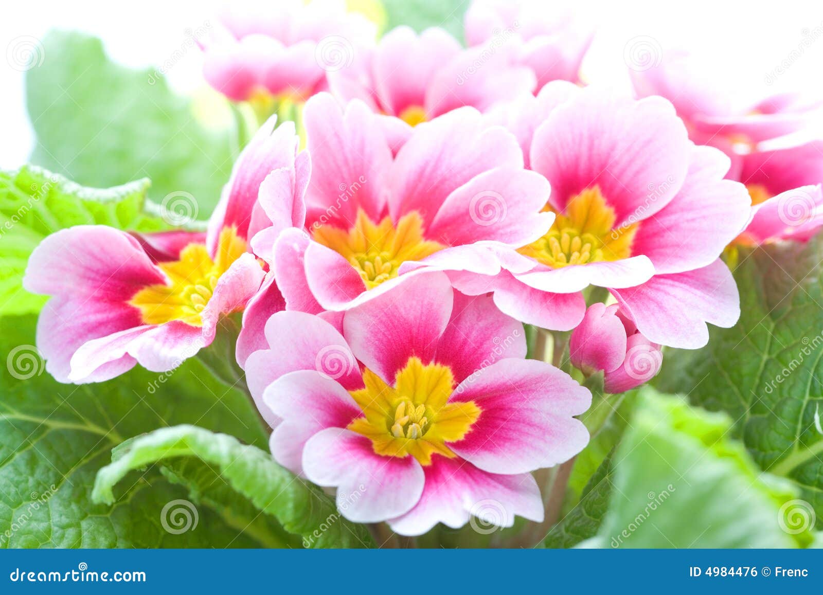 Closeup of a Spring Pink Flower Stock Photo Image of bloom, velvet