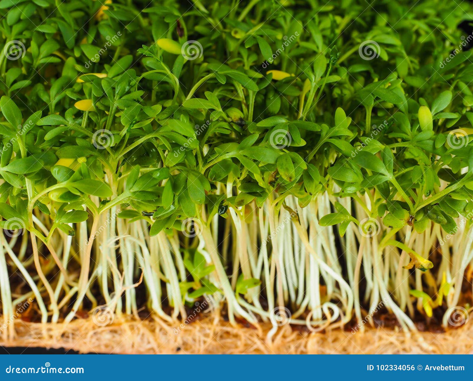 Sprouted watercress stock photo. Image of gardening 102334056