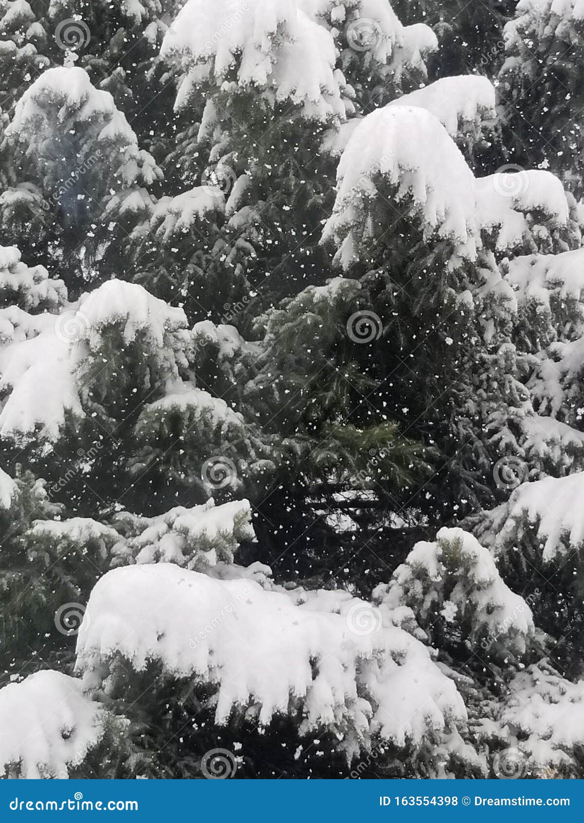 Close Up Spruce Dense Snow Braches Heavy Snow Pine Deciduous Active