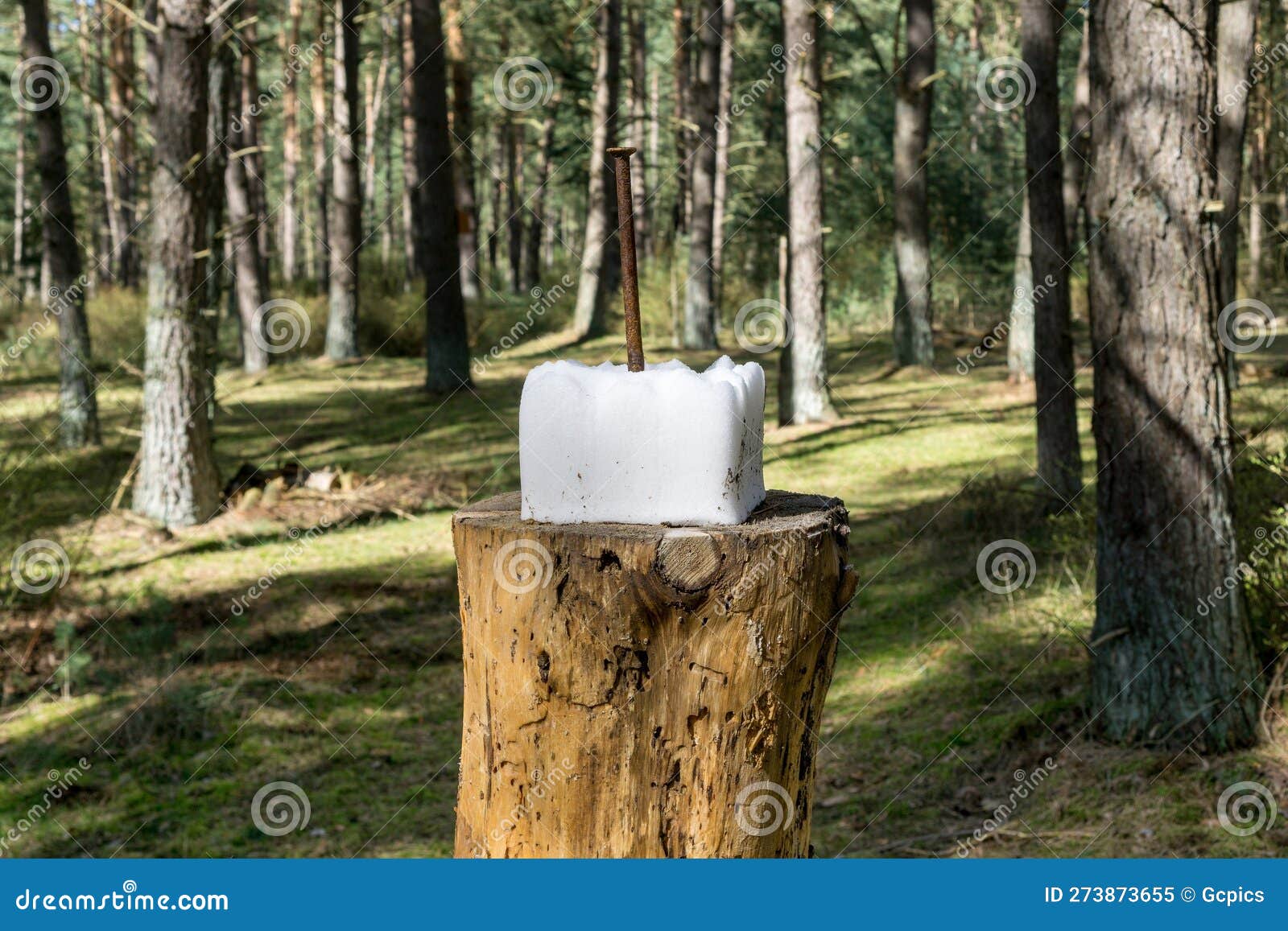 A Close Up of a Square Block of Salt on a Tree Stump in the Woods Stock