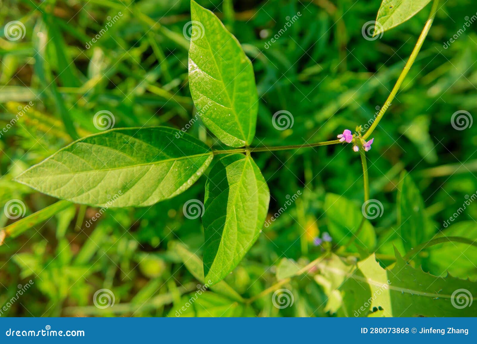 glycine soja