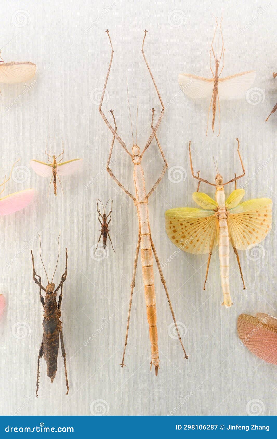 stick insect specimens