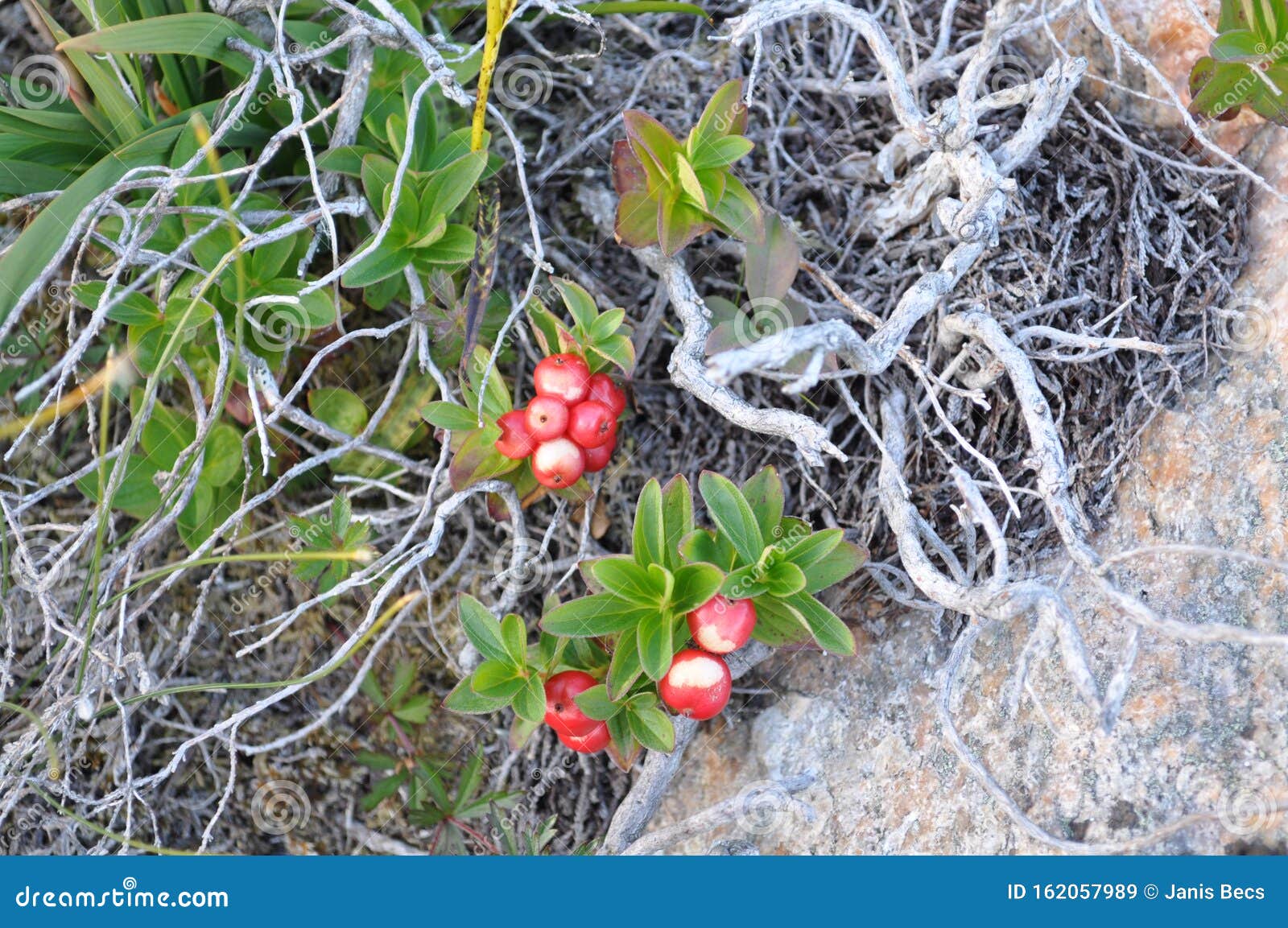 lingonberries and dry branches at the sea coast in torget island in nordland, norway