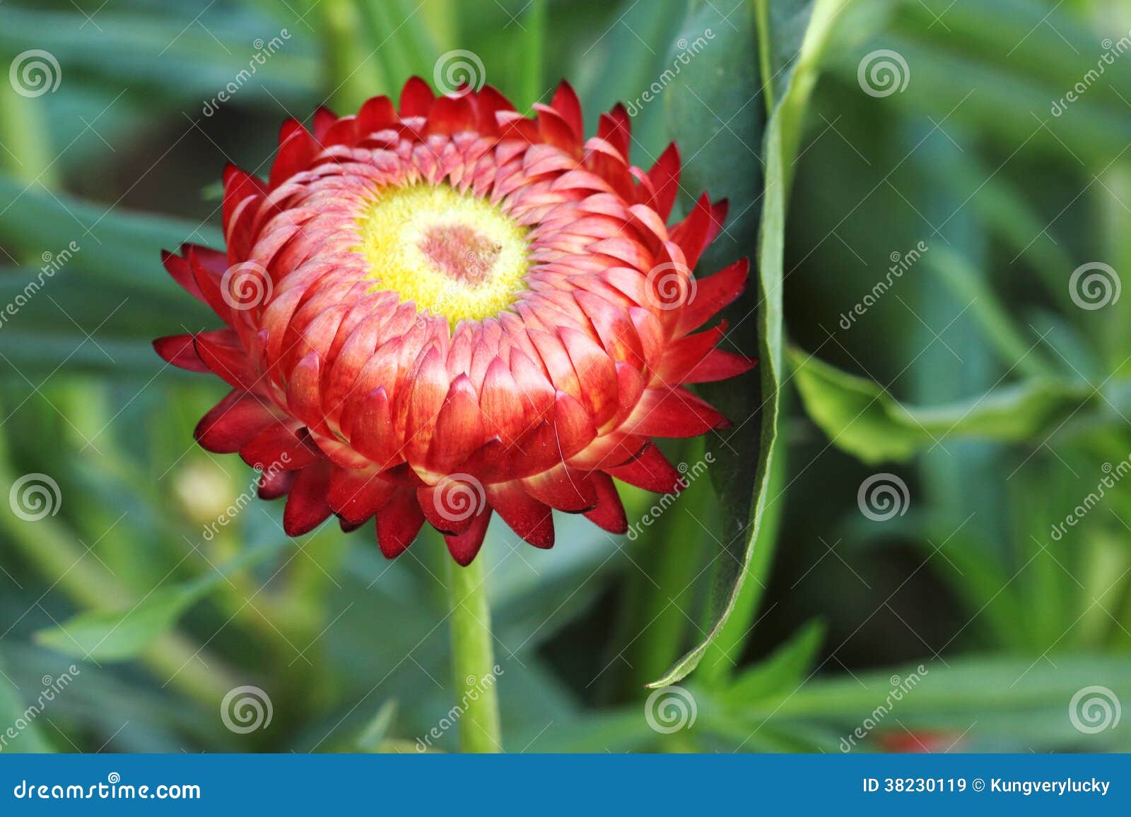 Close up of straw flower stock image. Image of macro 38230119
