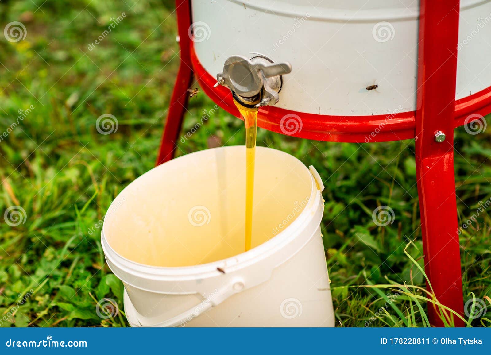 Close Up of a Stream of Fresh Honey Flows from the Honey Extractor into