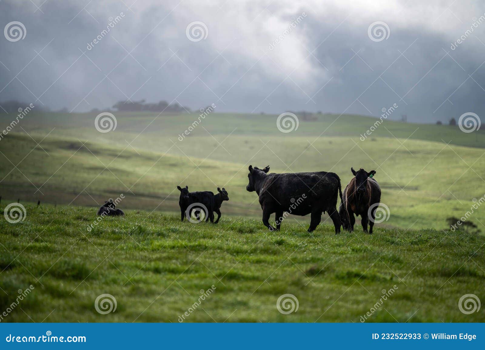 Close Up of Stud Beef Bulls and Cows on Grass a Field, in Australia. Eating Hay and Silage. Breeds Include Speckled Stock Image - Image of beef, meat: 232522933