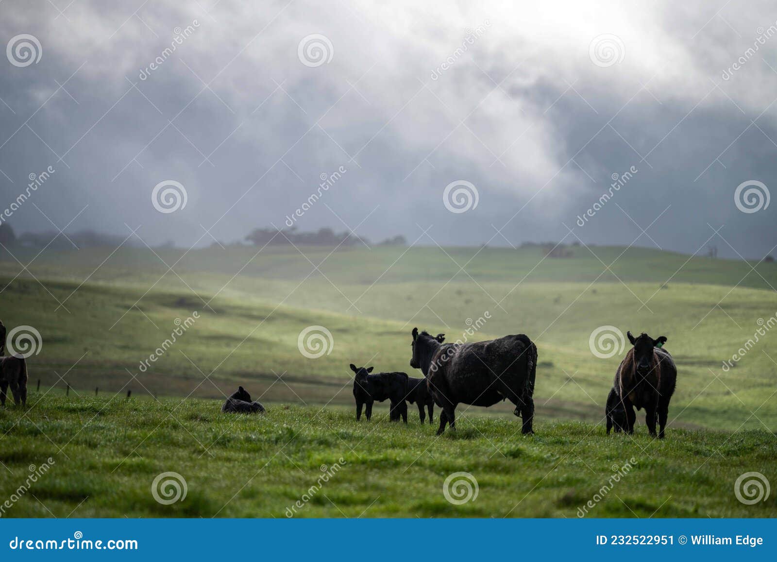 Close Up of Stud Beef Bulls Cows Grazing Grass in a in Australia. Eating Hay and Silage. Breeds Include Speckled Stock Image Image of meadow, meat: 232522951
