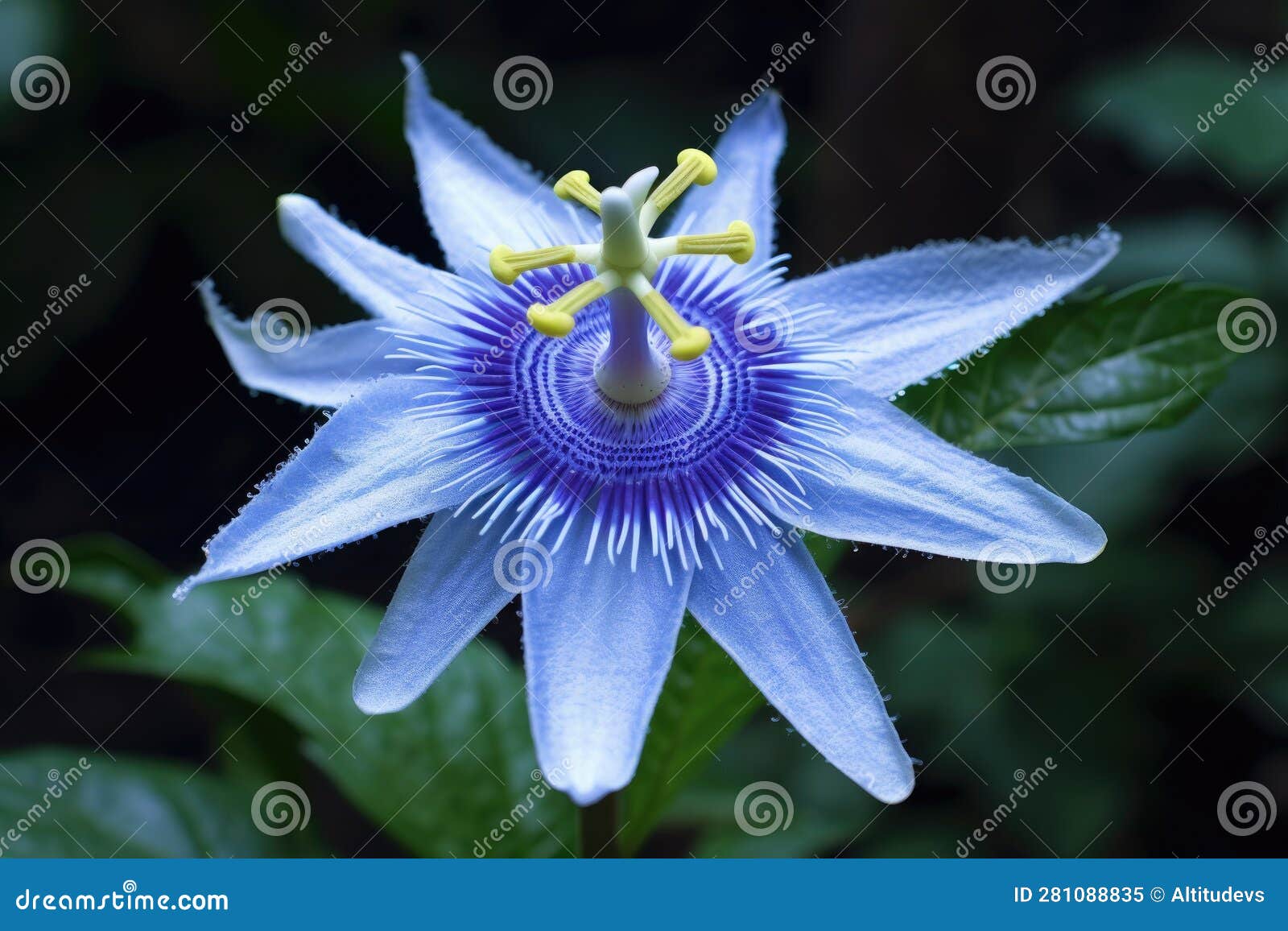 Closeup of Stunning Blue Passion Flower Bloom Stock Illustration