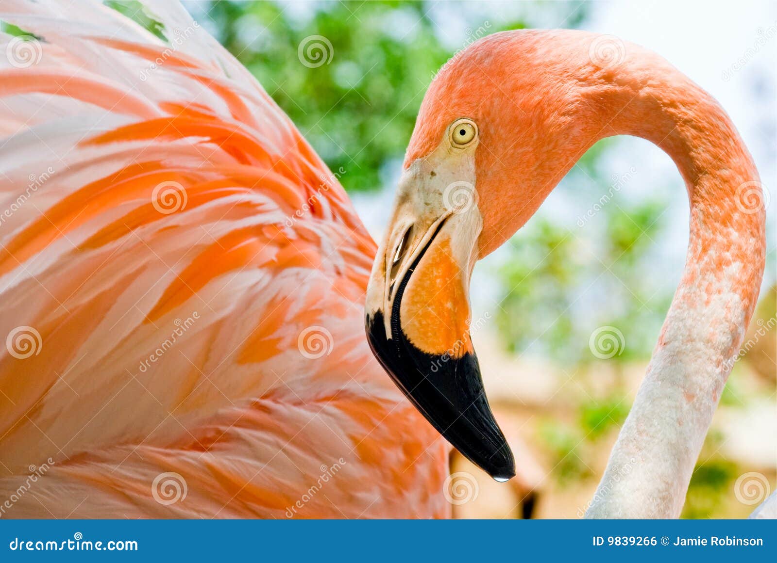 close up of a stunning pink flamingo