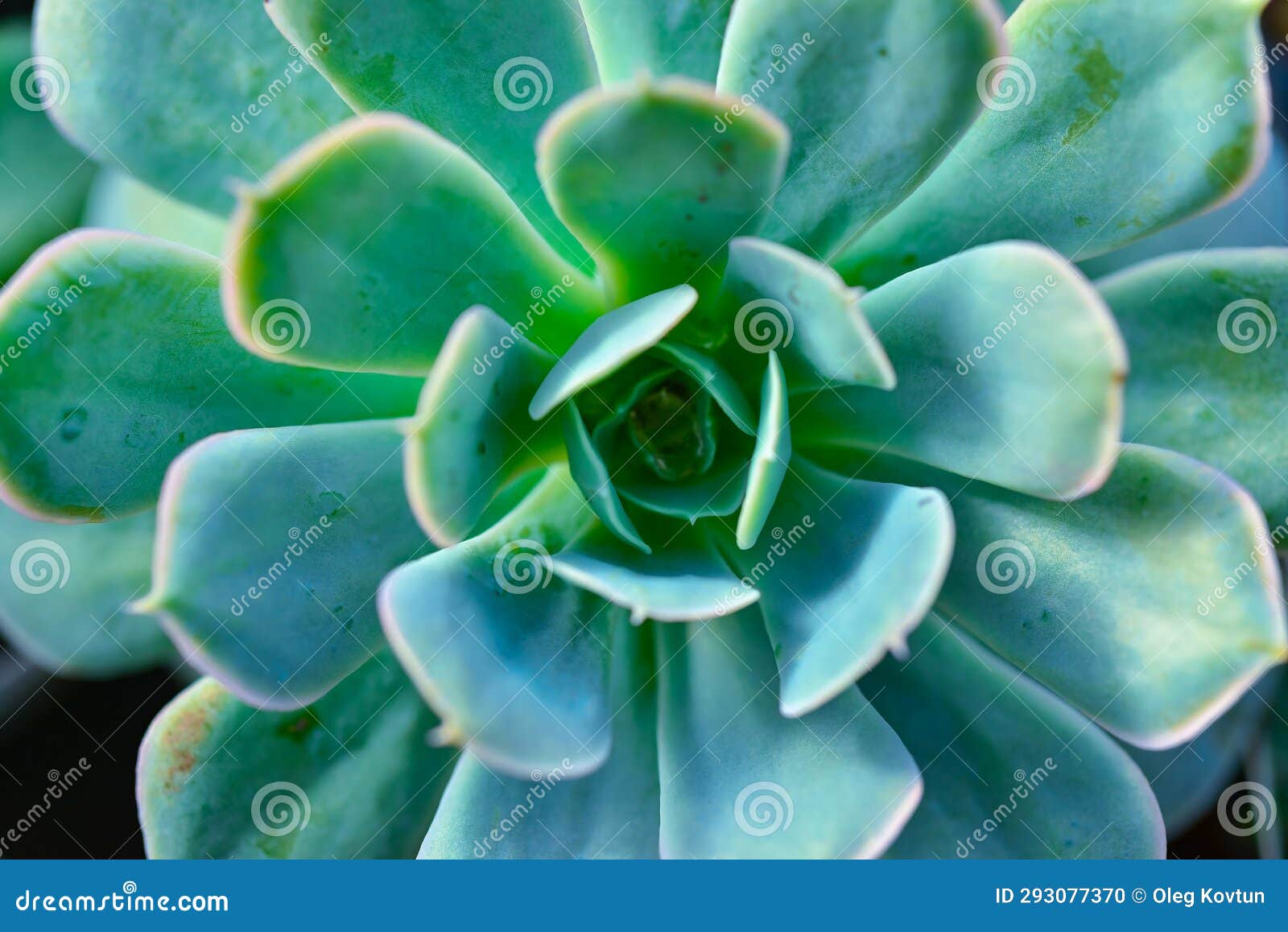 Close-up, Succulent Leaves of a Succulent Plant (Echeveria Sp.) in a ...