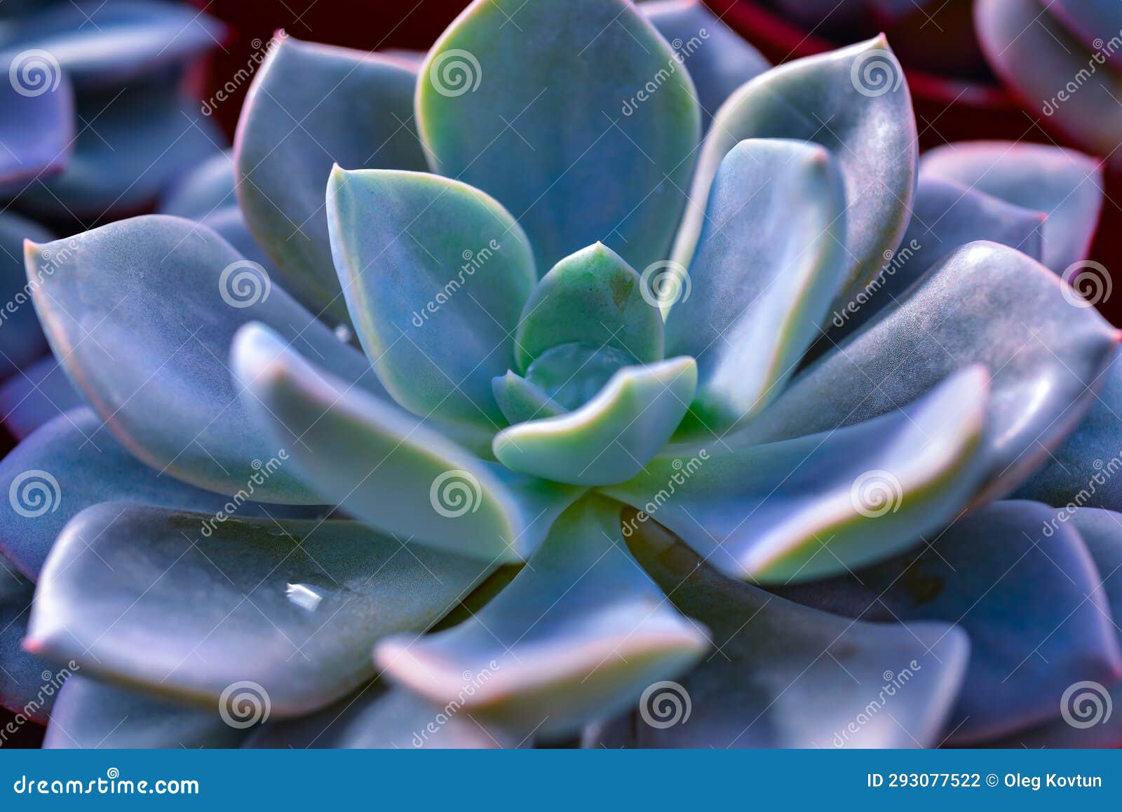 Close-up, Succulent Leaves of a Succulent Plant (Echeveria Sp.) in a ...