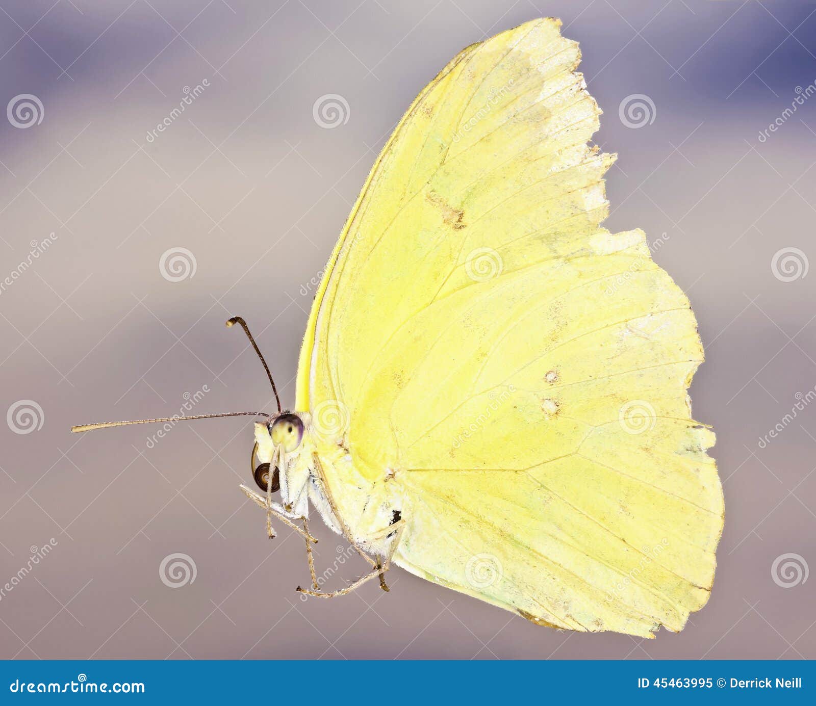 a close up sulfur butterfly, family pieridae