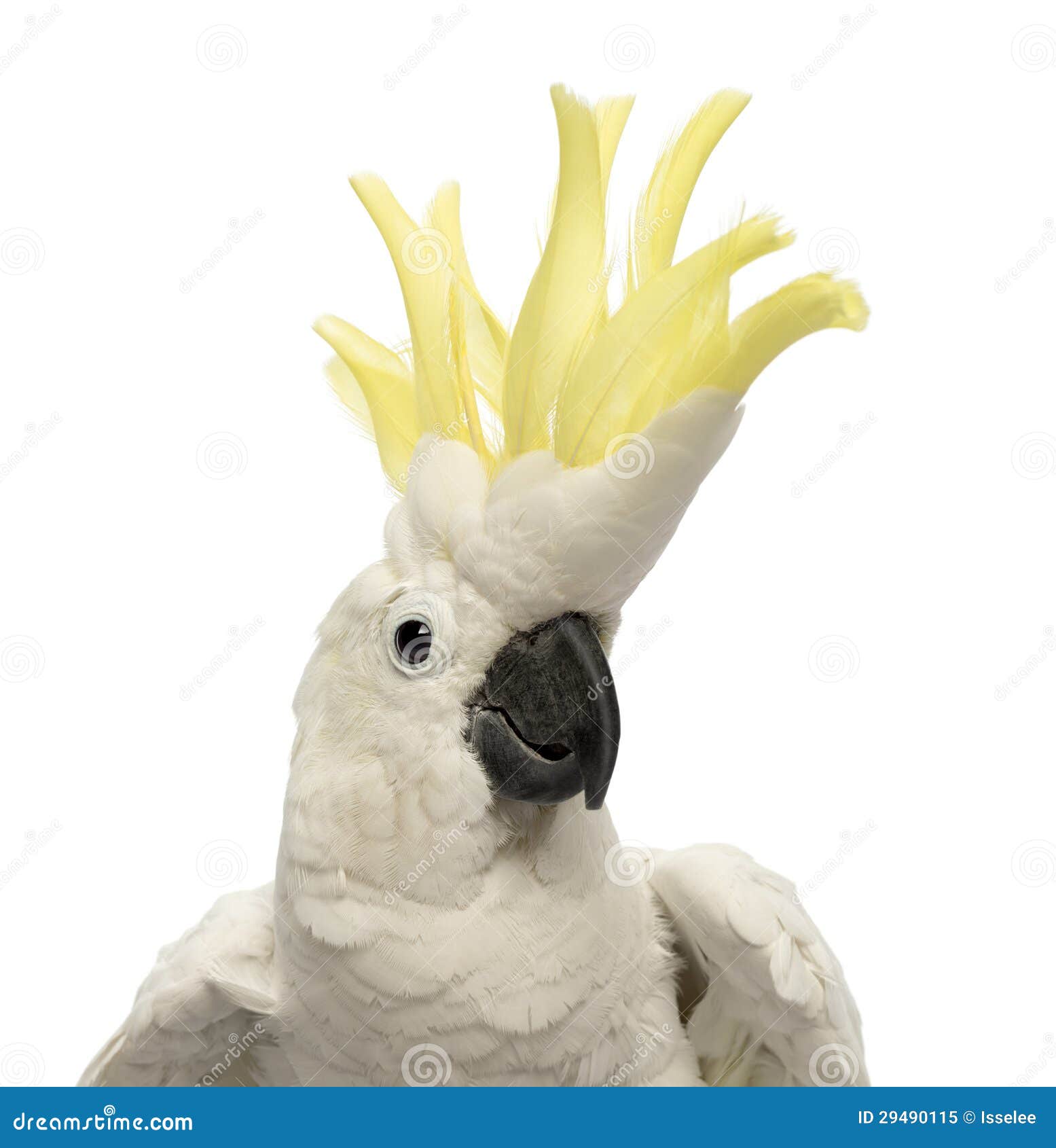 Close-up Of A Sulphur-crested Cockatoo, Cacatua Galerita 