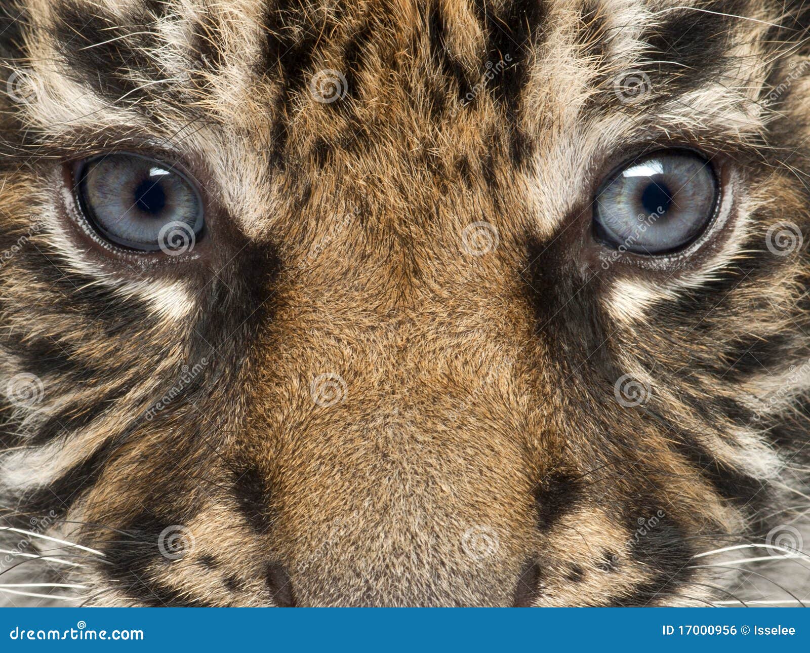 close-up of sumatran tiger cub, panthera tigris