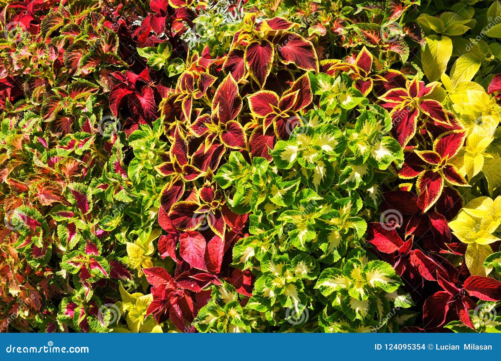 Summer Plants Brightening Up The World RoyaltyFree Stock Photography 225208001