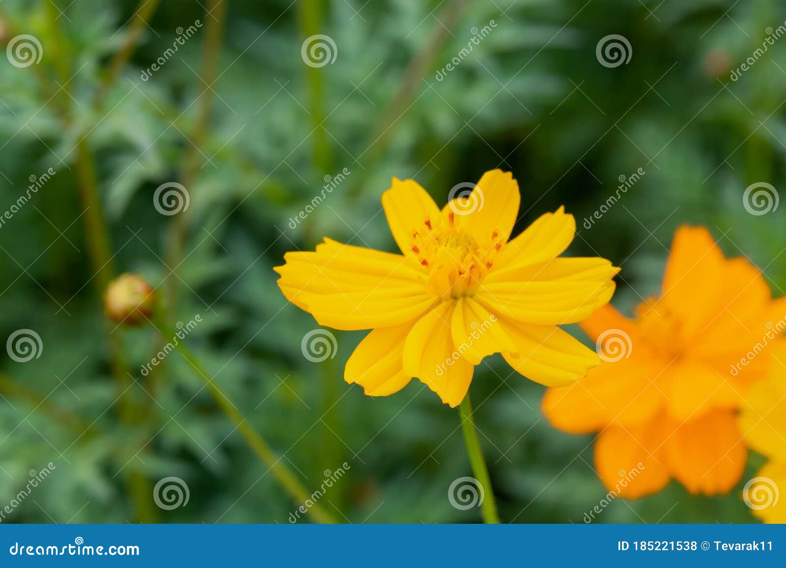 Download 1 197 Yellow Sulfur Cosmos Flower Photos Free Royalty Free Stock Photos From Dreamstime PSD Mockup Templates