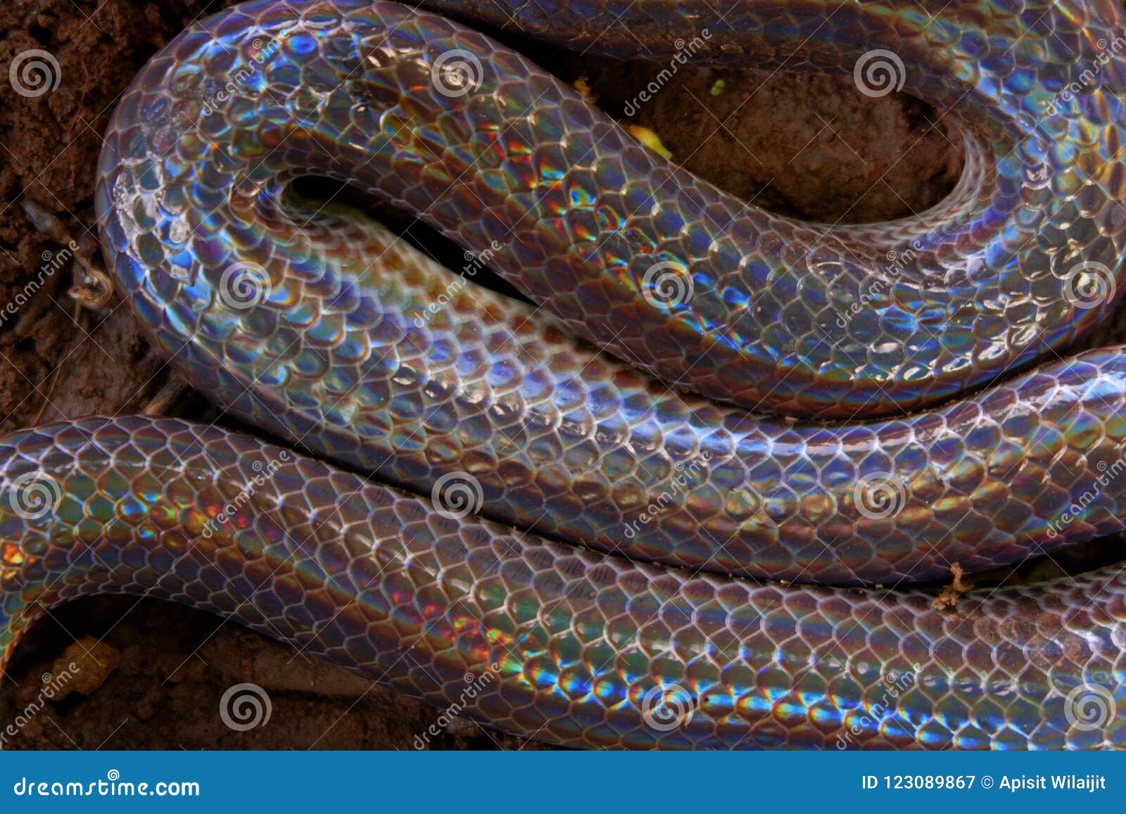 close up sunbeam snake in thailand and southeast asia.