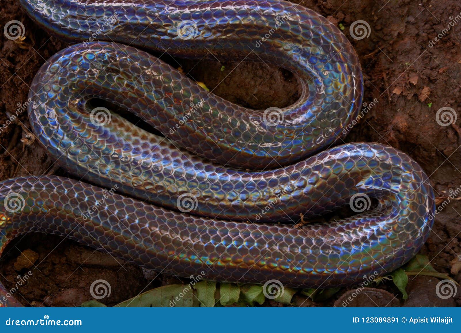 close up sunbeam snake in thailand and southeast asia.