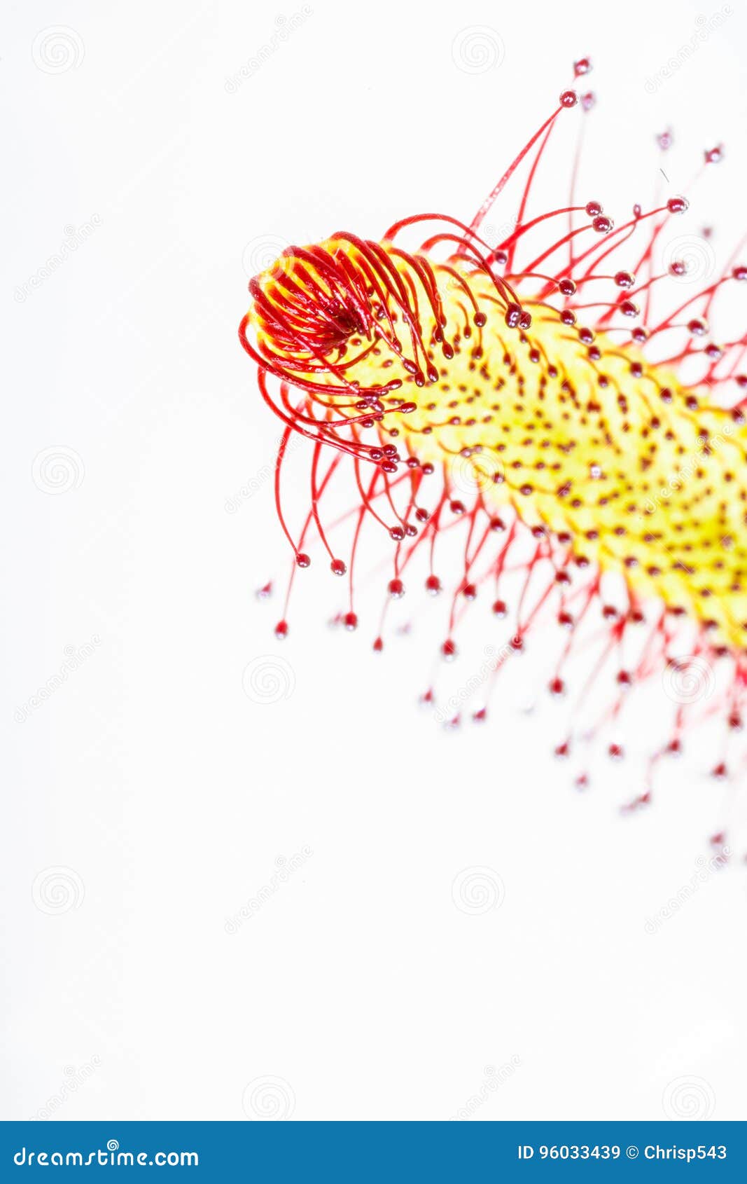 close up of a sundew leaf & x28;drosera capensis& x29; with sticky tentacl