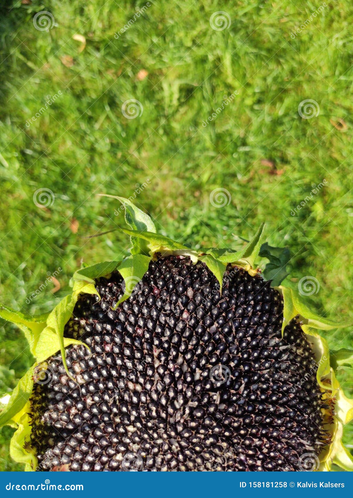 Sunflower seeds close up stock photo. Image of flower - 158181258