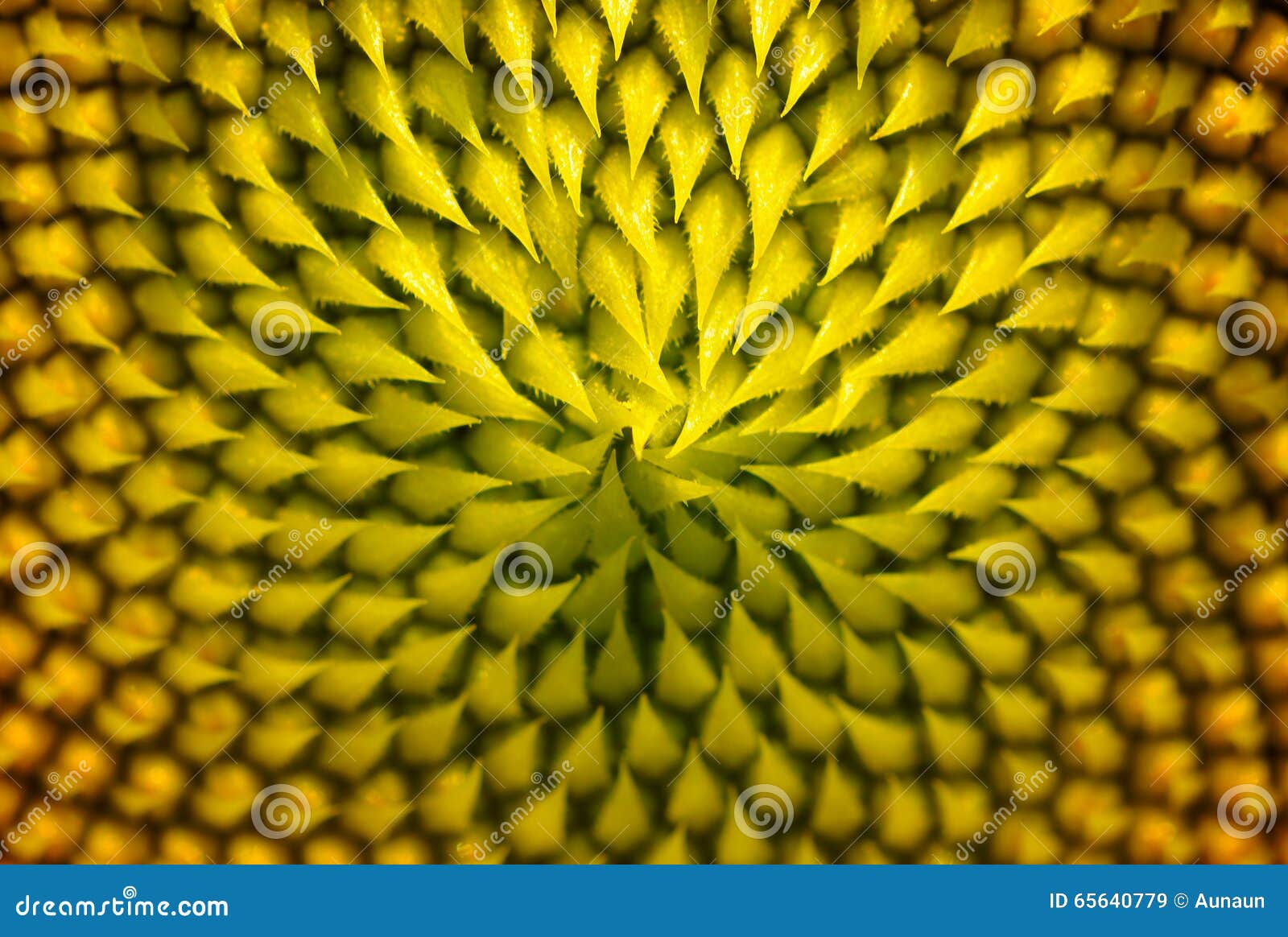 Close Up of Sunflower Pollen in the Garden Stock Image Image of