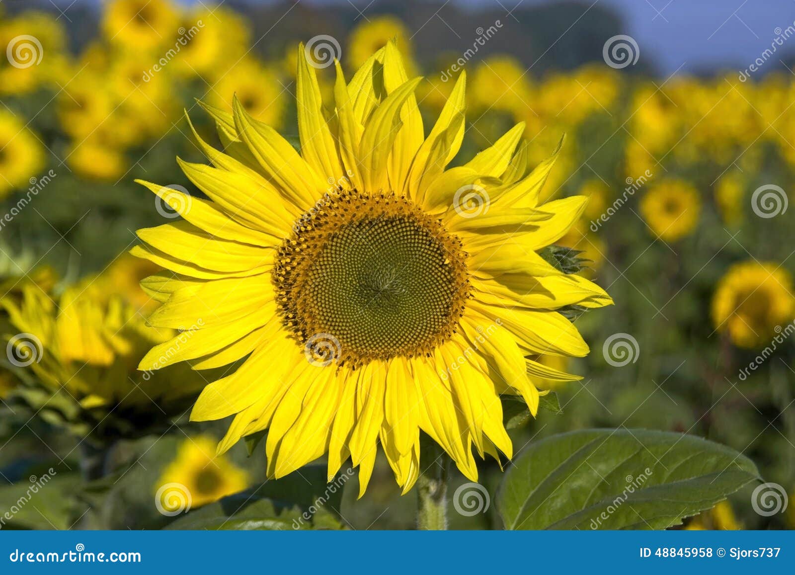 close-up of sunflower in sunflowers field, germany