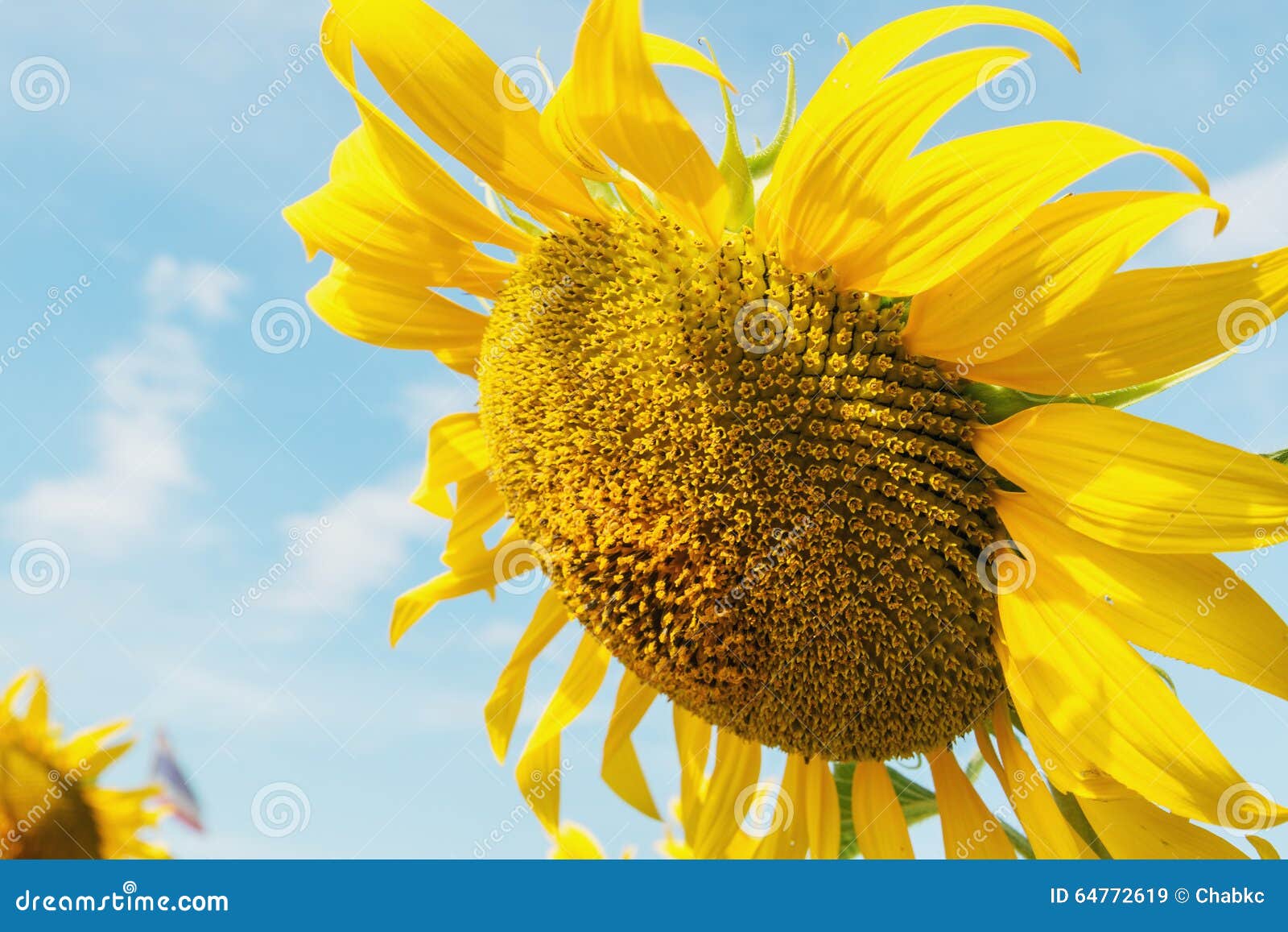 Close up sunflowers with blue sky backgrounds