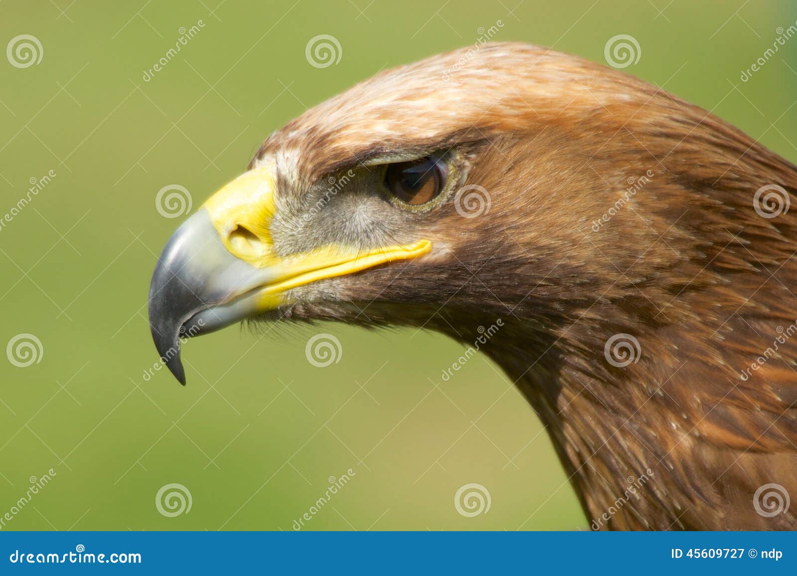 Closeup of Sunlit Golden Eagle Head Staring Stock Image Image of