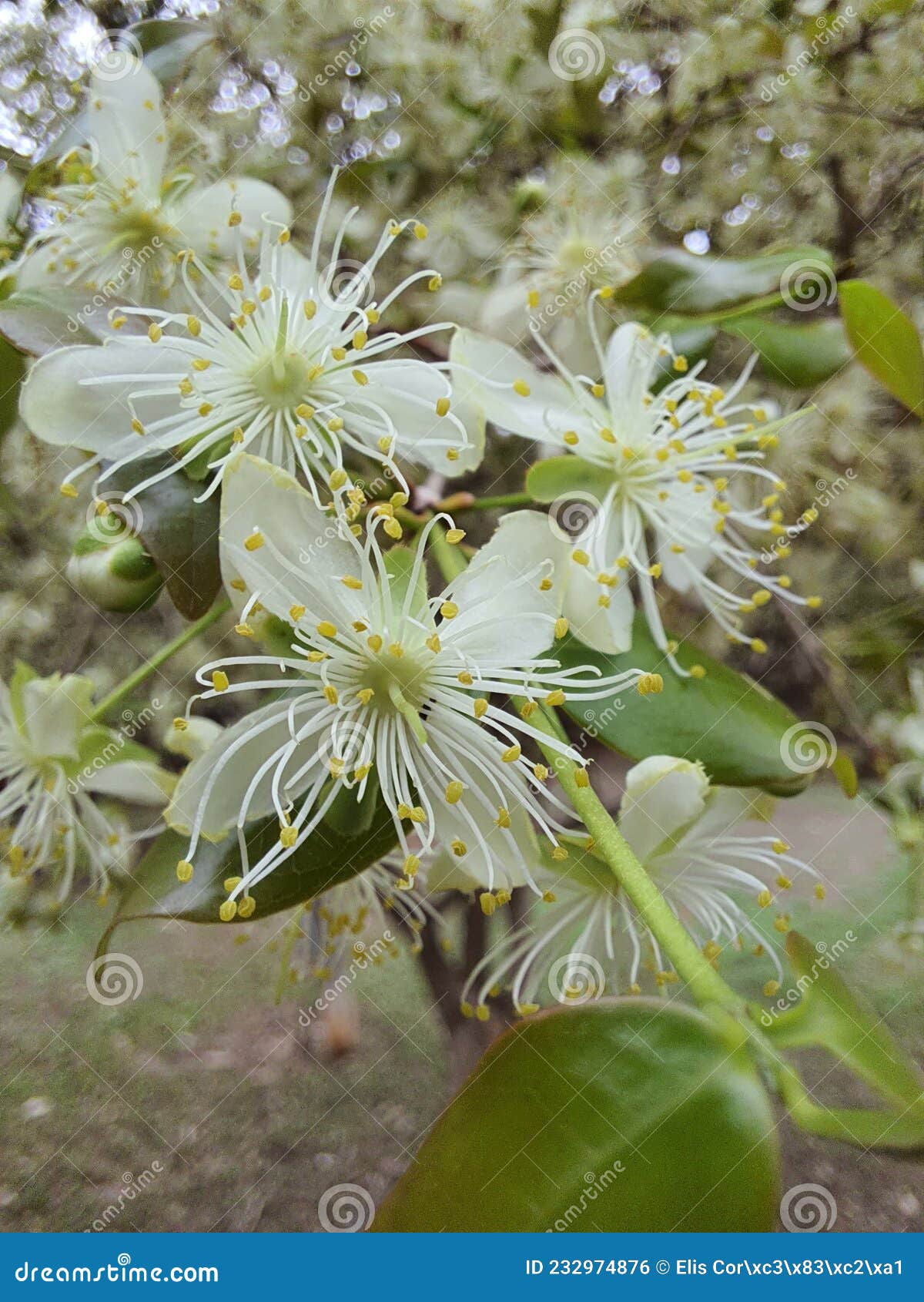 close-up of a surinamese or pitanga cherry blossom in a garden