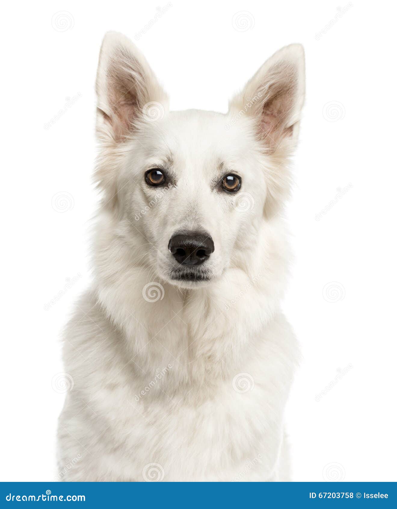 Close-up of a Swiss Shepherd Dog Stock Photo - Image of close, view ...