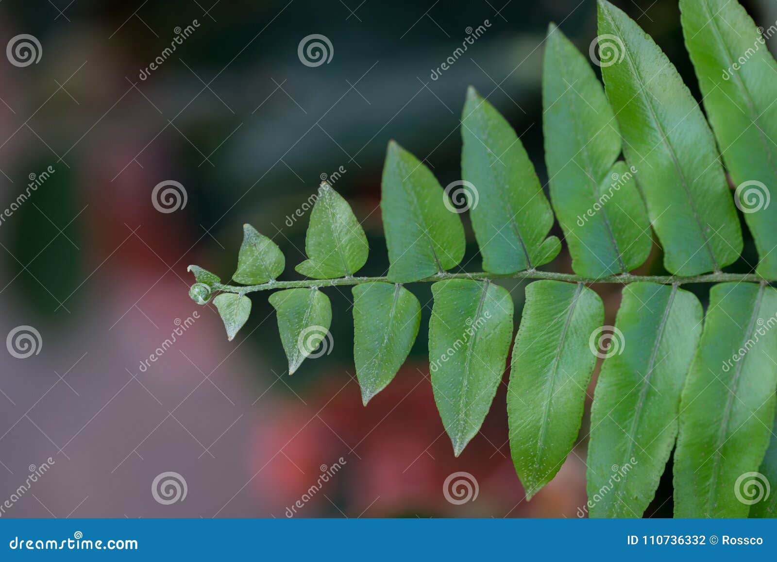 close-up of a sword fern frond