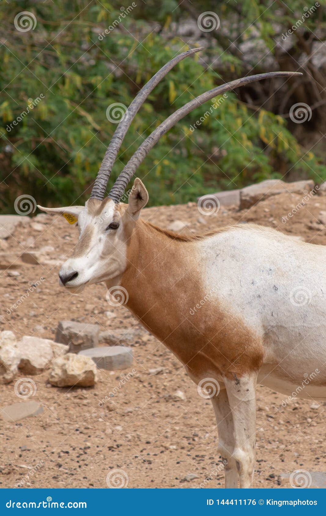 a scimitar oryx or scimitar-horned oryx oryx dammah