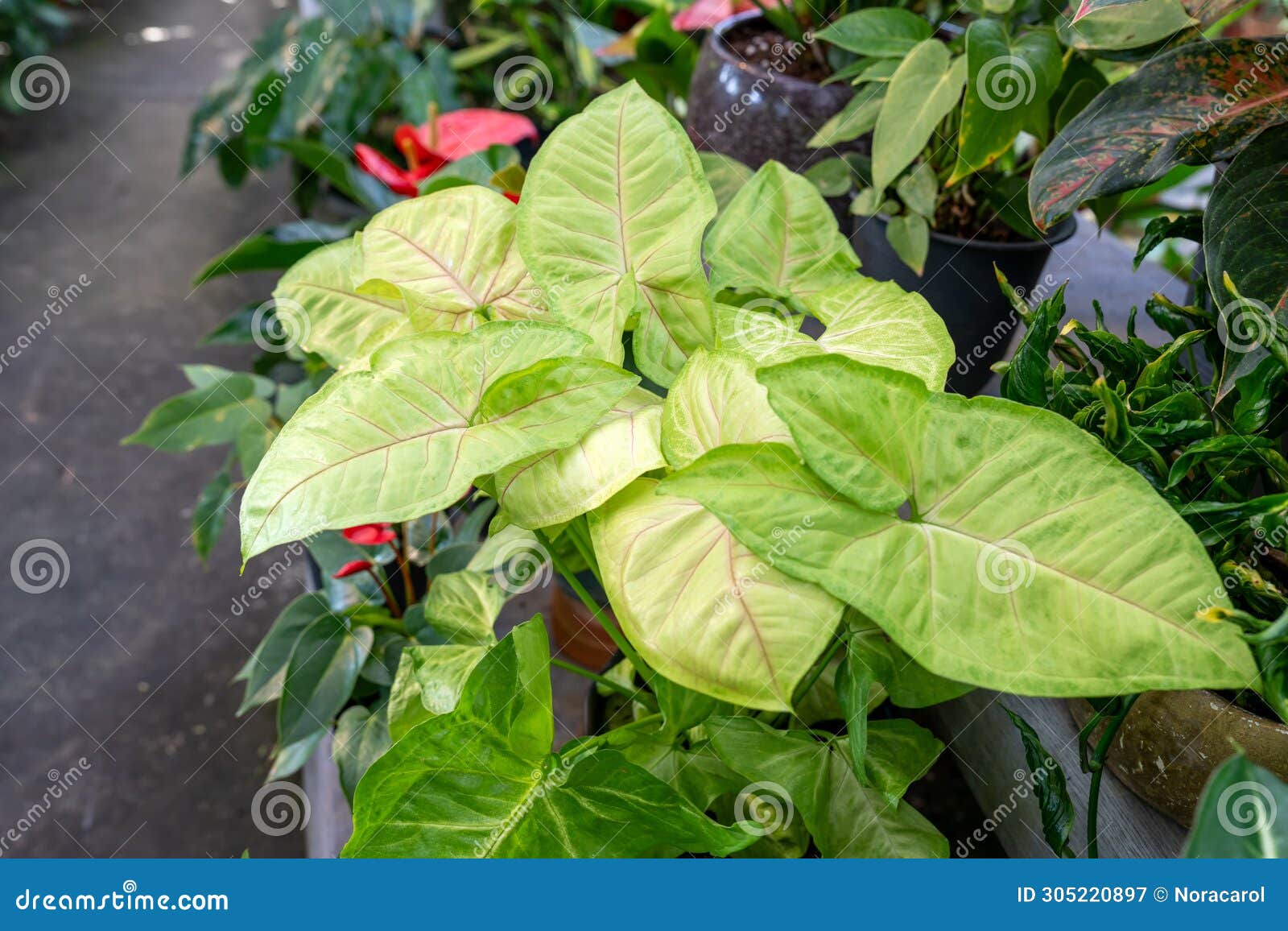 syngonium podophyllum arrowhead lemon lime