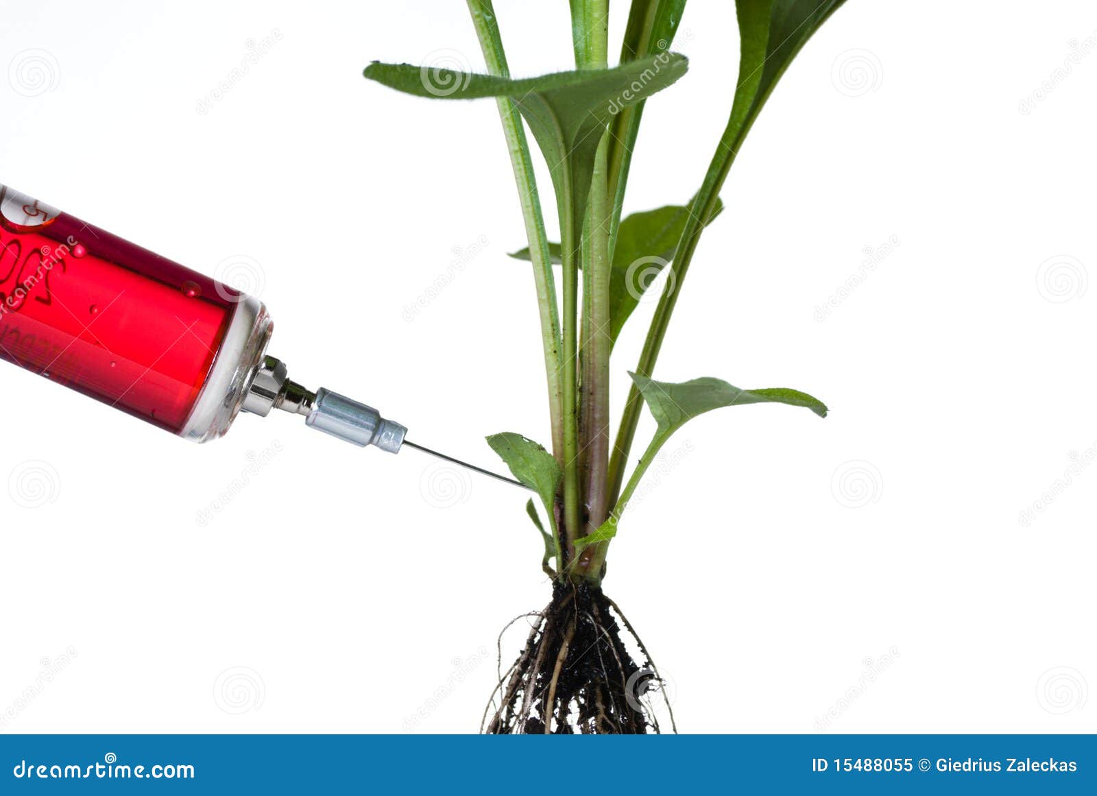 Close Up of Syringe in Green Plant Stock Image Image of plant, close