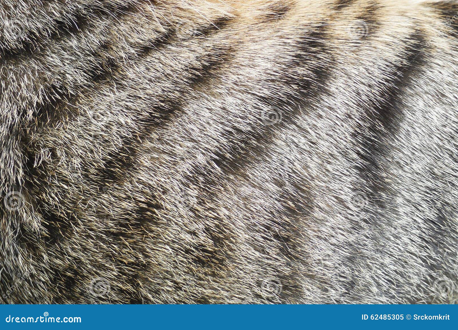 Close Up Of Tabby Cat Fur Texture Background Stock Image Image Of Close Up Of Tabby Cat Fur Texture Background Stock Image Image Of