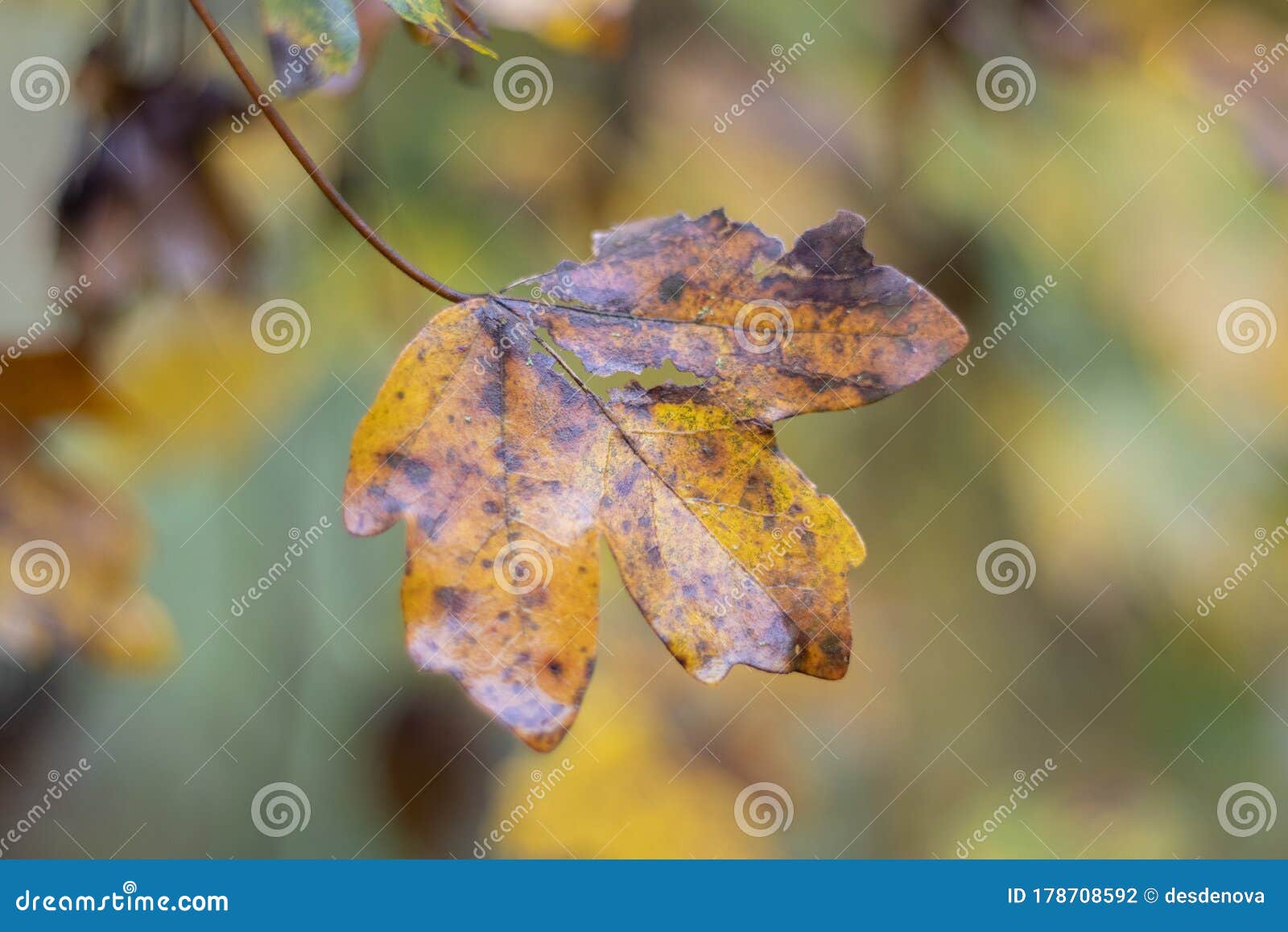 close-up of acer pseudoplatanus leaf