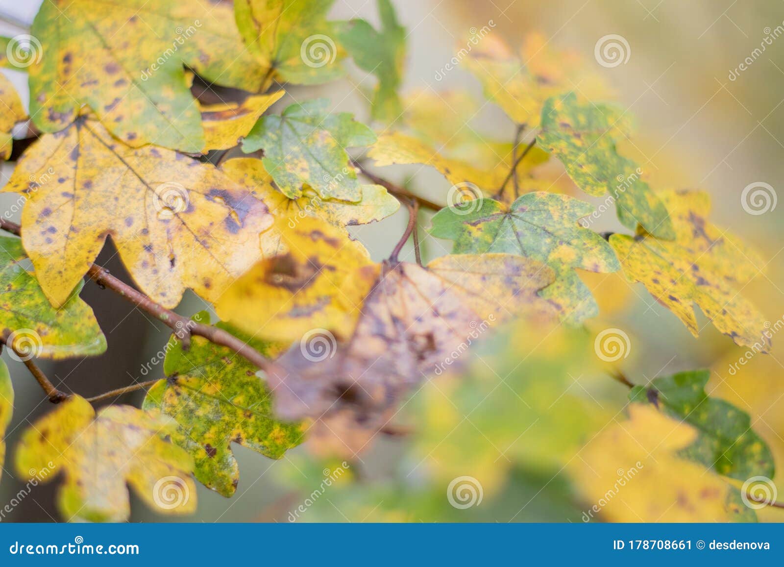 close-up of acer pseudoplatanus leaf