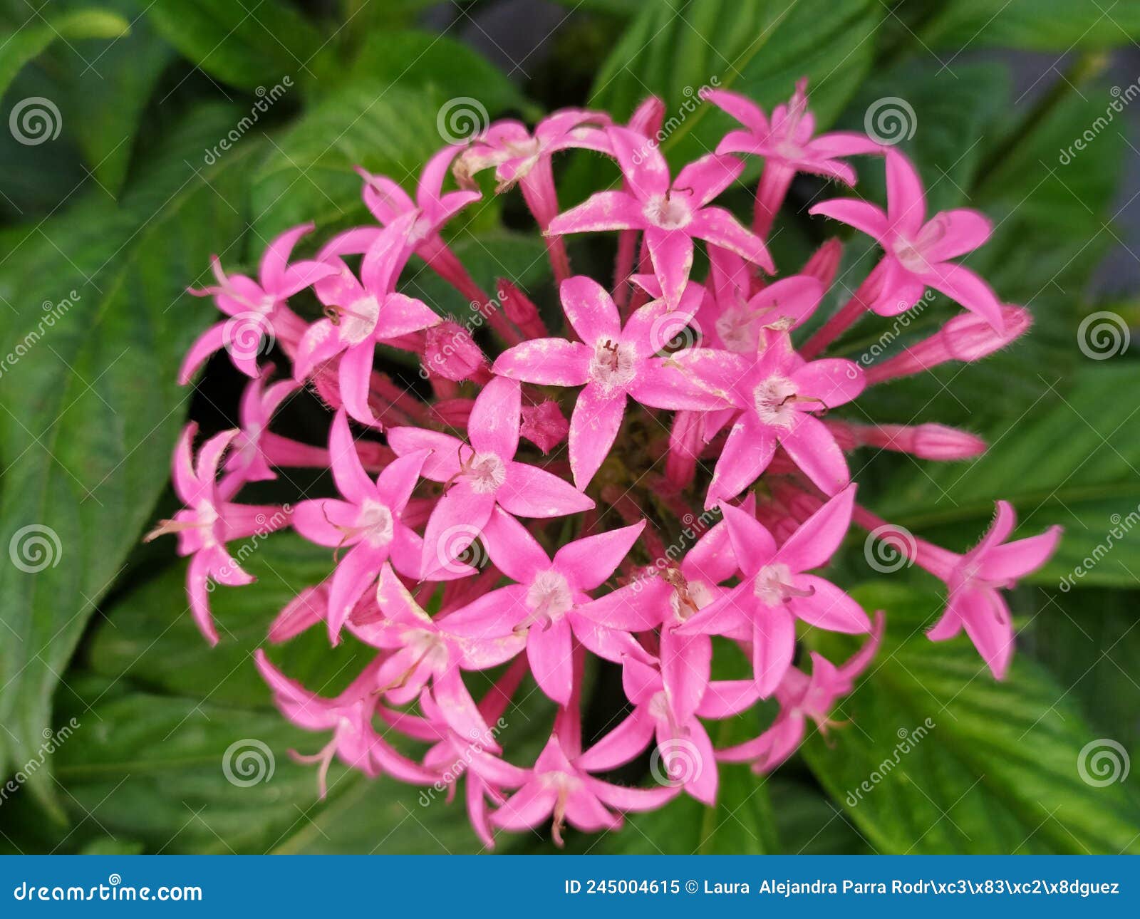 a close up of a bud of pink lucky star flowers. detalle de un capullo florecido de flores pentas de color rosado.