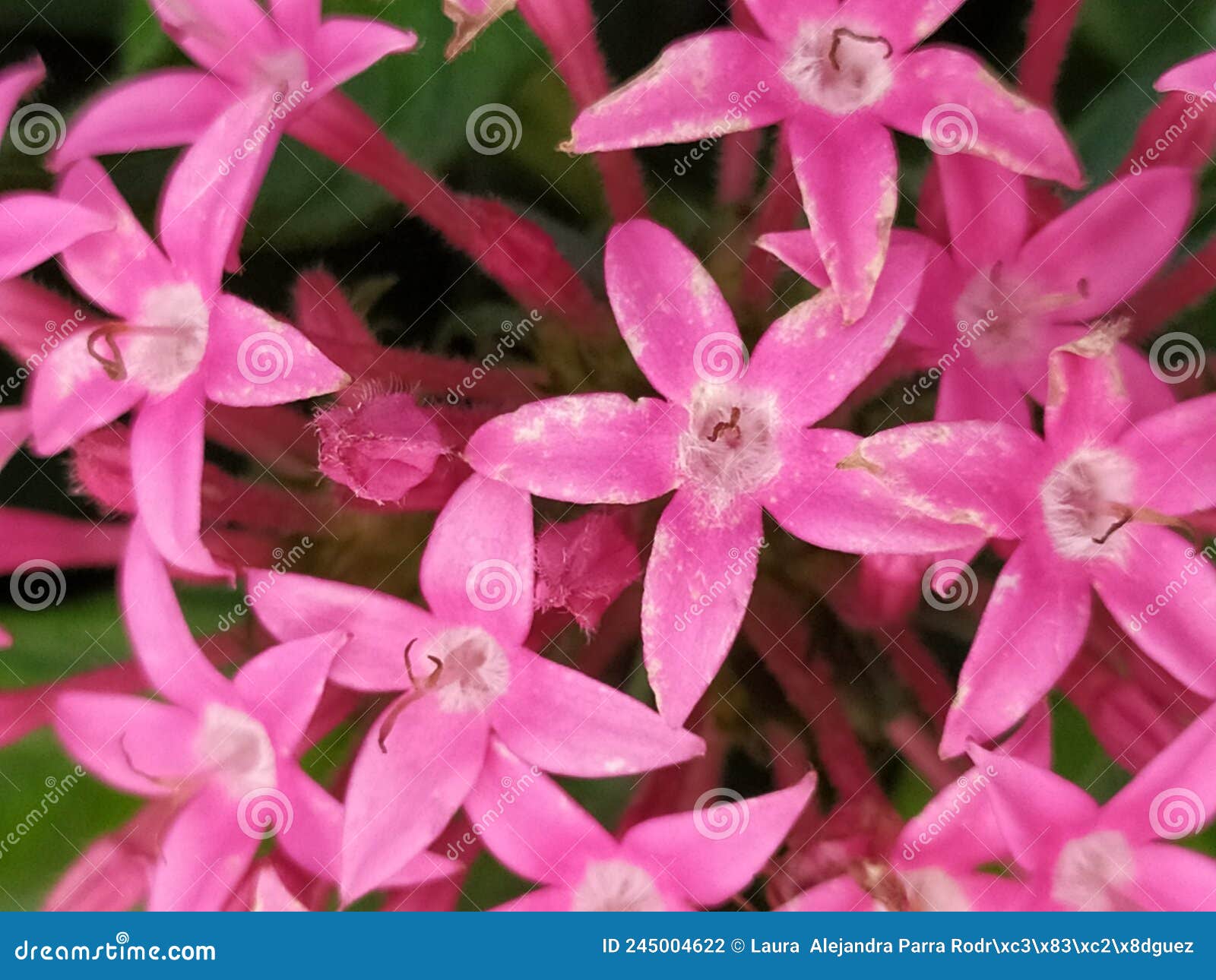 a close up of a group of pink lucky star flowers. detalle de un grupo de flores pentas de color rosado.