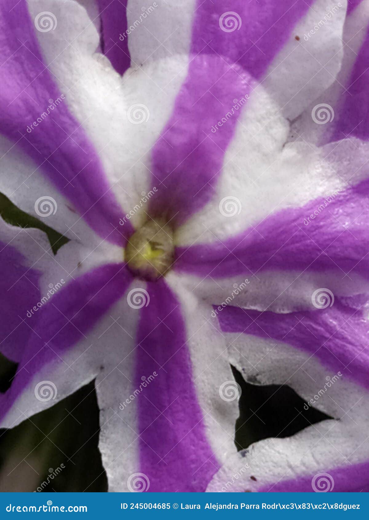 detail of a small white vervain flower with lilac stripes. detalle de un pequeÃÂ±a flor verbena blanca con rayas lila