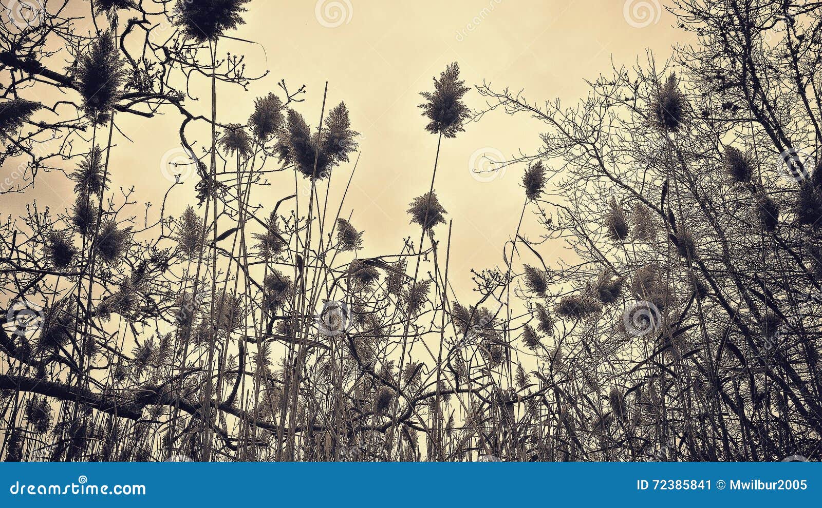 Closeup of the Tall Reed Grass Surrounding a Marsh on Cape Cod Stock