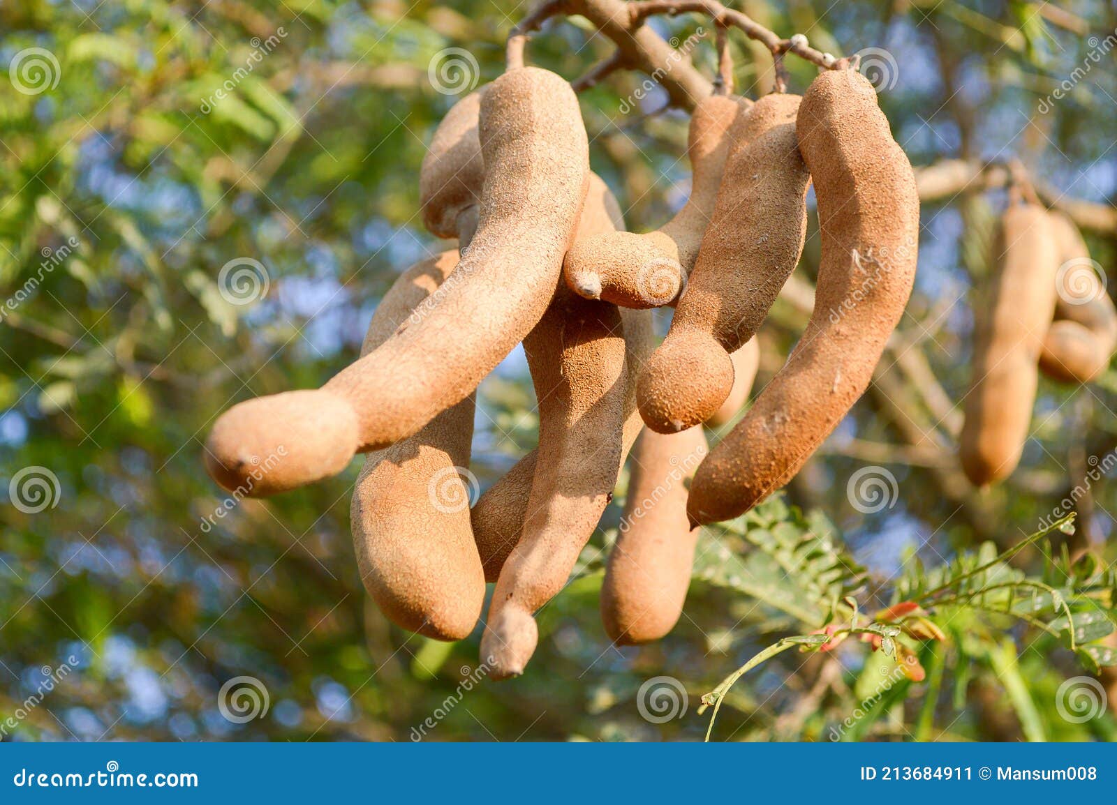 1 158 Tamarindus Indica Photos Free Royalty Free Stock Photos From Dreamstime