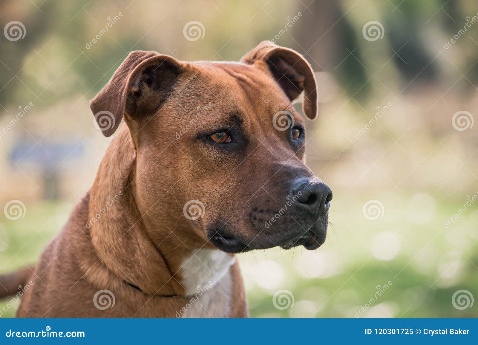 Staffy Breed Dog Close Up Stock Image Image Of Fetch 120301725