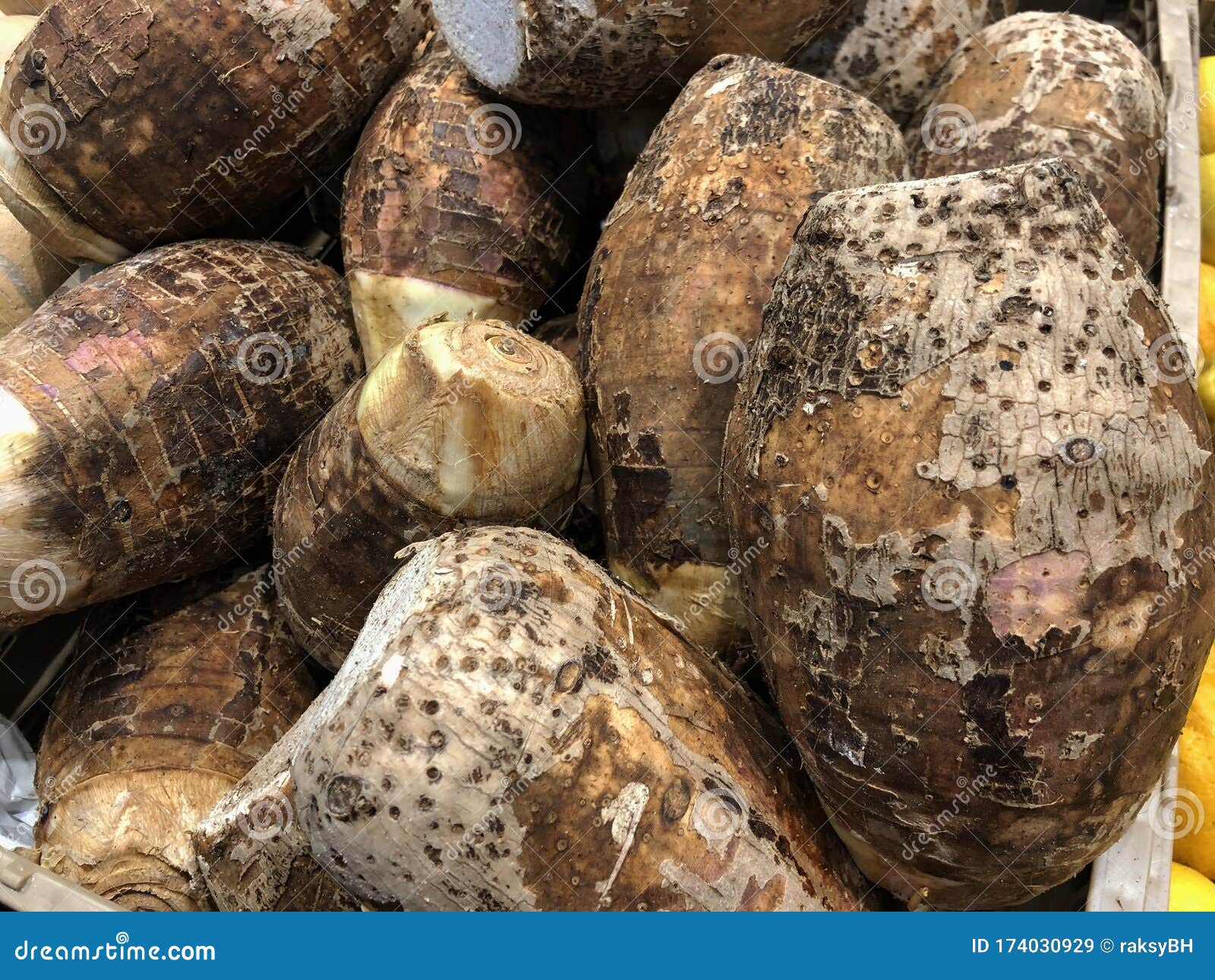 Close Up of Taro or Gabi Rootcrops Stock Image Image of gardening