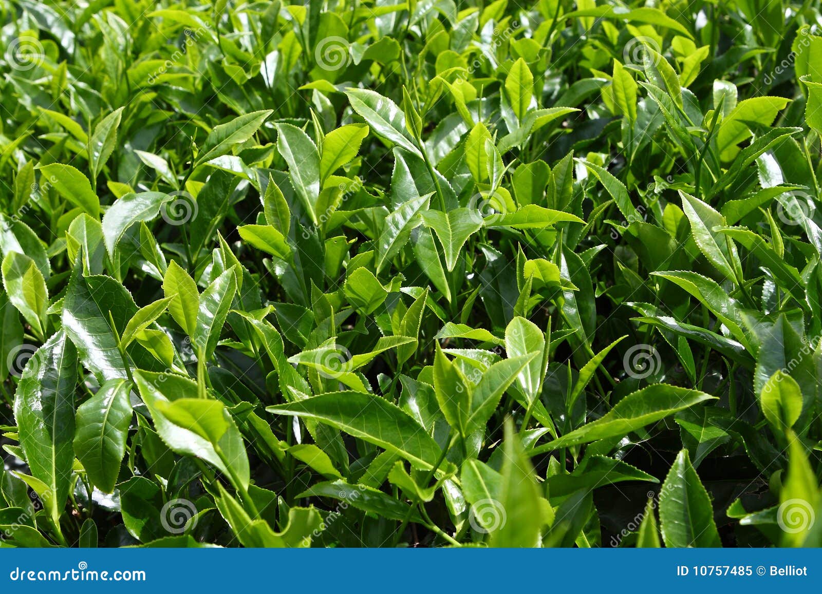 close-up of tea leaves