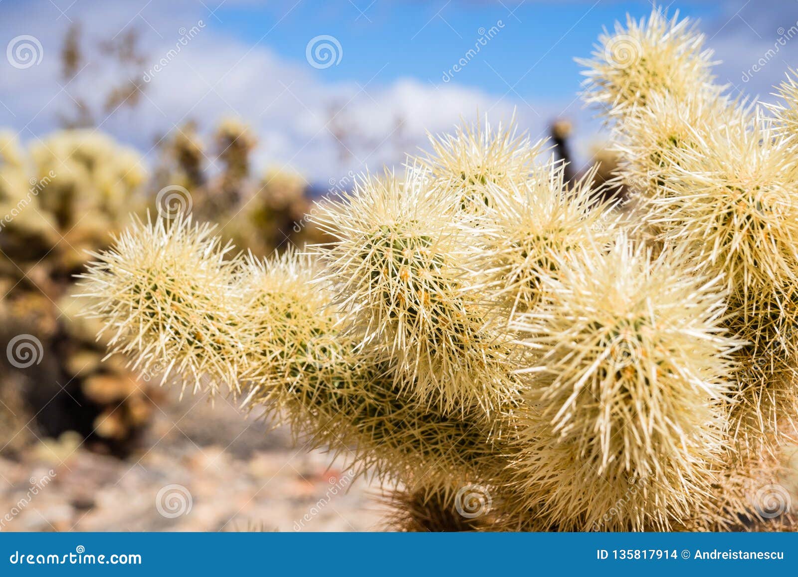 Close Up of Teddybear Cholla Cylindropuntia Bigelovii, Cholla Cactus ...