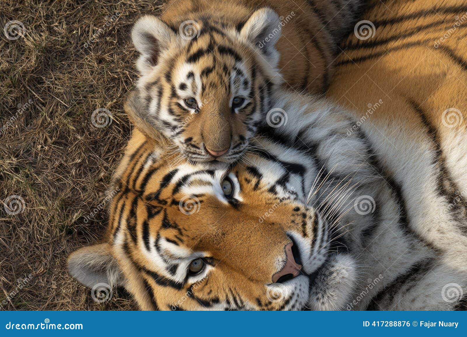 close-up-tender-tiger-cub-