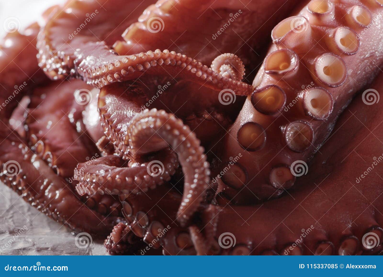 Close Up of Tentacles of Raw Octopus Macro View Stock Image Image of