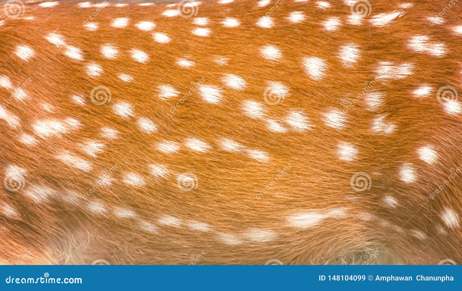 Texture Beautiful Skin of Dear , Nature Animal Body and Fur Patterns with  Brown and White Color Stripes for Background Stock Image - Image of  natural, patterns: 148104099