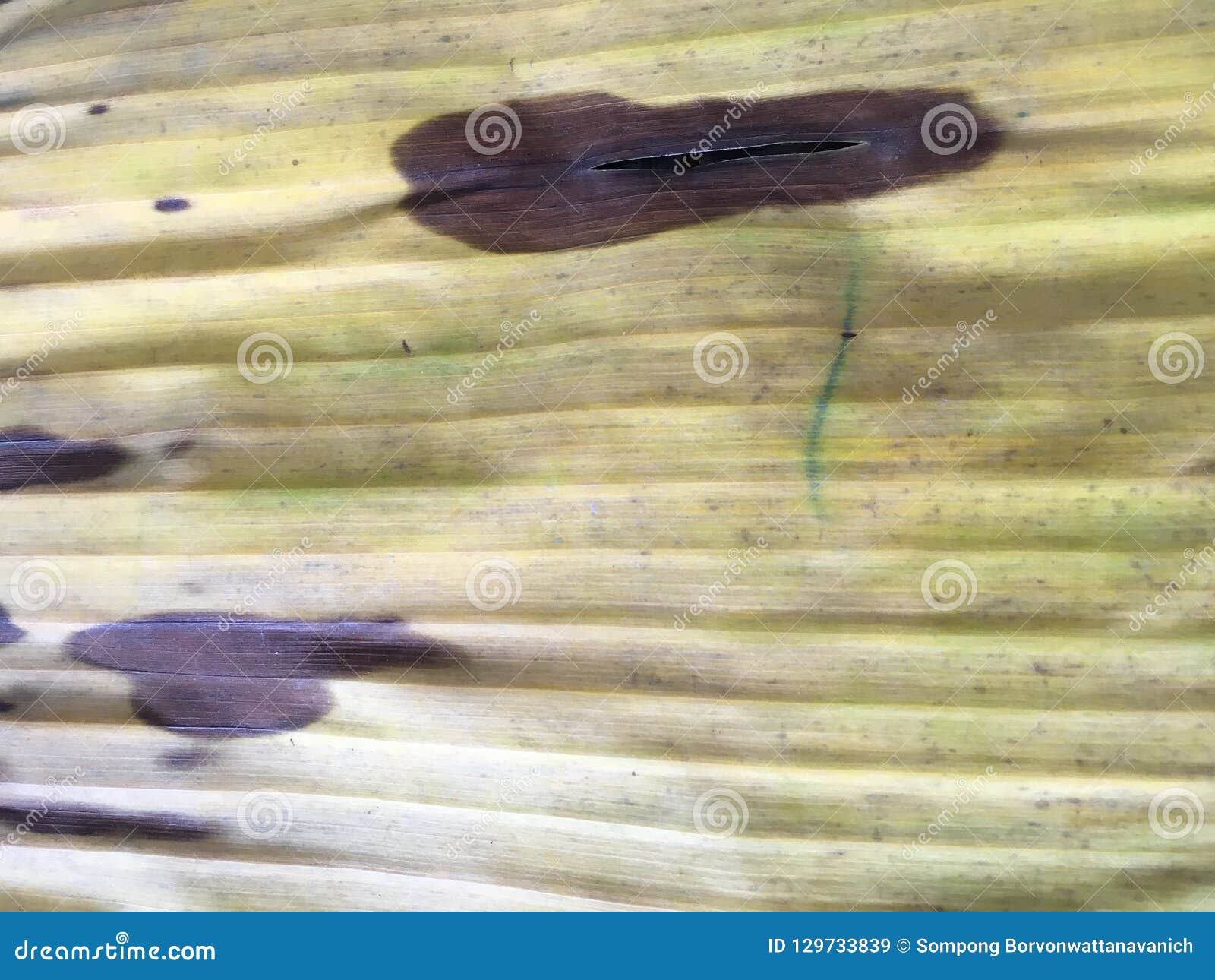 Close Up Texture of Dry Banana Leaf Stock Image - Image of close ...